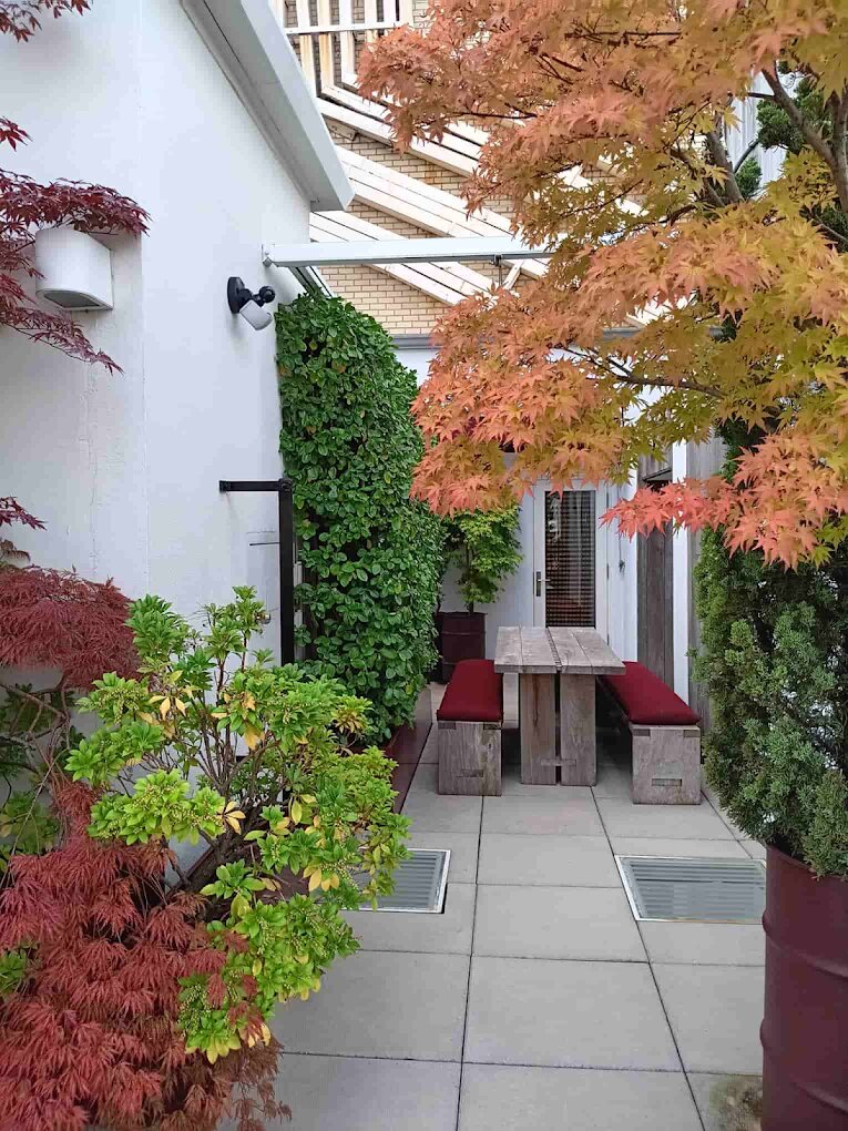 Terrace with Japanese maples, climbing greenery and a dining bench